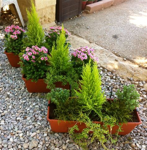 Planting In Pots Evergreens Autumn Time Plants Potted Trees