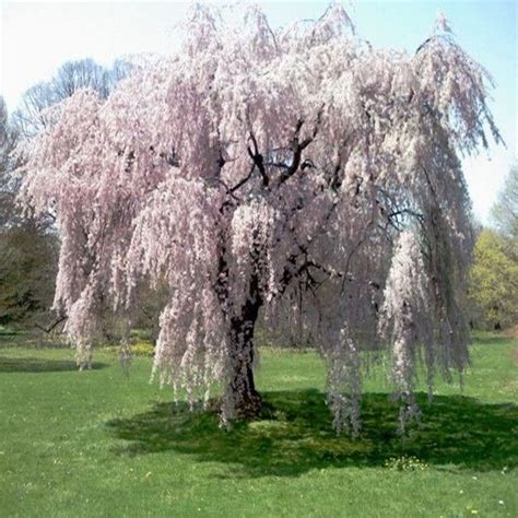 We take the health and safety of our customers and employees very seriously, and have consulted with the nj board of tree experts, international. 20 pcs fountain weeping cherry tree,DIY Home Garden Dwarf ...