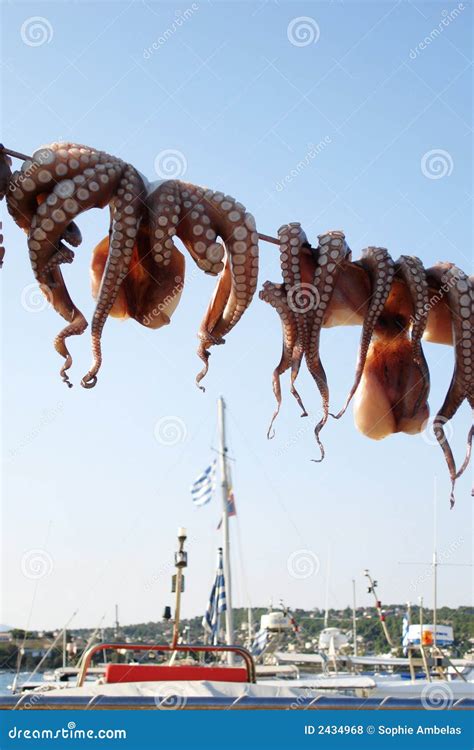 Hanging Octopus Stock Photo Image Of Holiday Islands 2434968