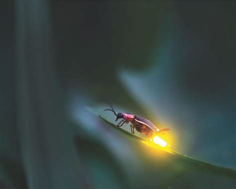 Fireflies Folklore Myth And More Úlfsvaettr Craftsman
