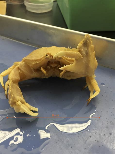 Crustaceans | Organismal Diversity