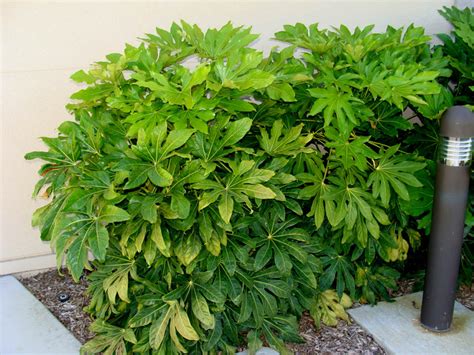 Your comments and suggestions will help those who are new in #gardening and searching what to grow for shade along with flowers. Shrubs that Grow In Shade?? Help! | TigerDroppings.com