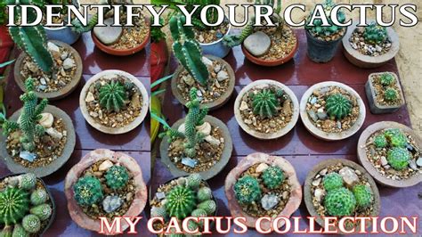 Identify your CACTUS || Top 10 CACTUS plants to grow for beginners