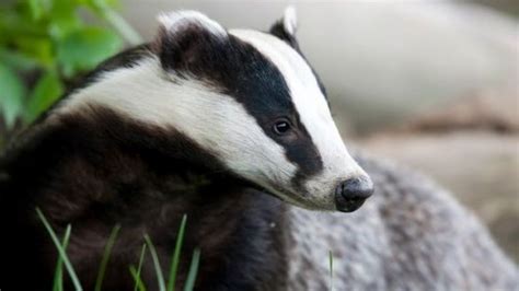 Has Defra Shown That Badger Culling Stems Cattle Tb Bbc News