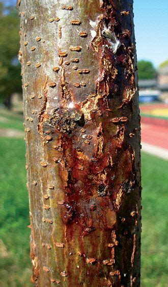 How To Spot And Prevent Cankers Trees To Plant Cankers American