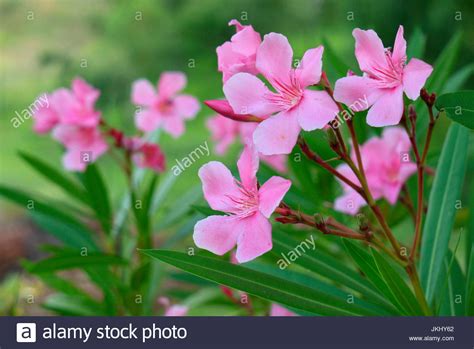 Oleander Stock Photo Alamy