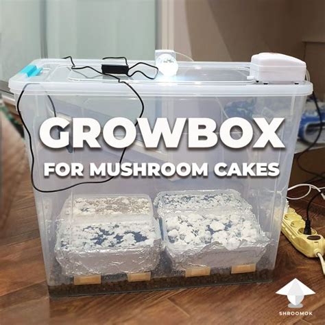 How To Make A Homemade Mushroom Grow Kit Homemade Ftempo