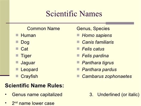 Scientific names of some common animals education today news. Taxonomy