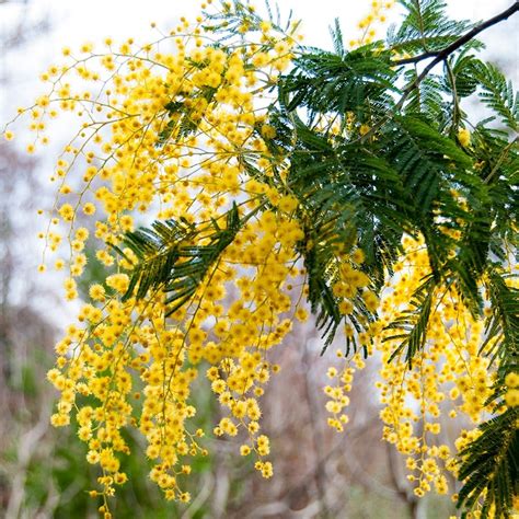 Buy Mimosa Acacia Dealbata Delivery By Waitrose Garden