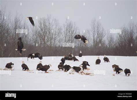 A Group Of Bald Eagles Gathering In The Snow To Collect Food