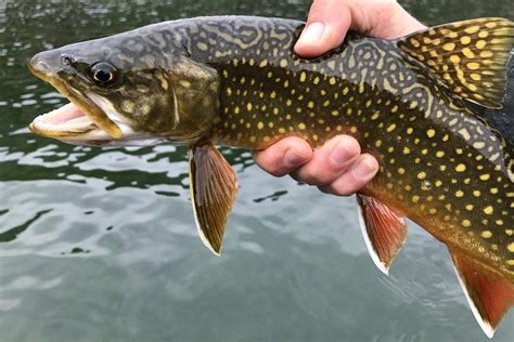 Pictures Of Brook Trout Colorado Trout Species Gold Medal Colorado