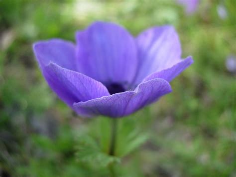Therefore, there are thousands of small flower tattoo options. Small Flower Tattoos - TONS of Ideas, Designs & Inspiration...