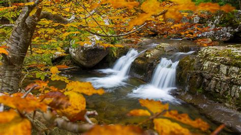 Waterfalls River And Trees With Yellow Leaves During Fall Hd Nature Wallpapers Hd Wallpapers