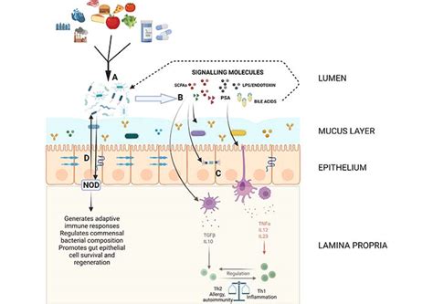 The Gut Microbiome And The Immune System