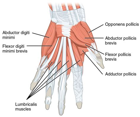 Lumbricals Of The Hand Physiopedia