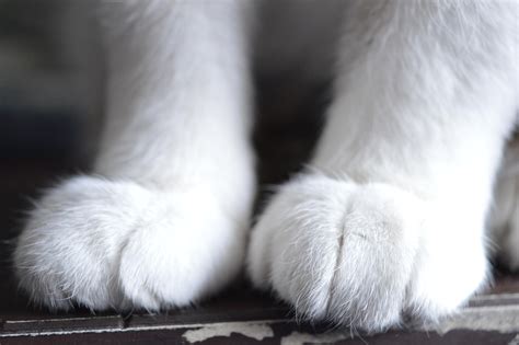 Close Up Of My Cats Front Paws Rkittenmittens