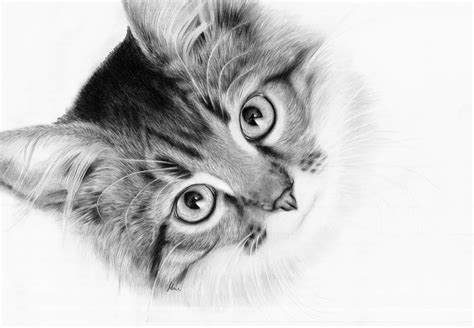 Как нарисовать портрет кошки 28 фото
