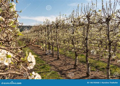 Blossoming Apple Orchard In Spring Germany Europe Stock Photo Image