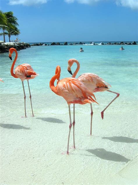 Pink Flamingo Beach In Aruba In The Caribbean • Luxe Fair