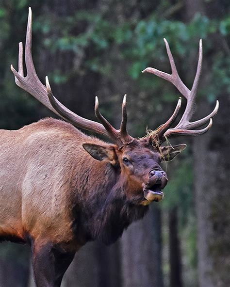 Washington State Elk