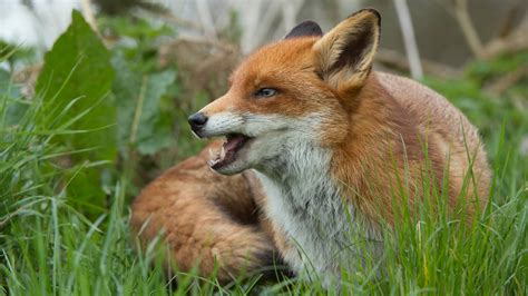 Rabid Fox Bites Alabama Dog Owner Officials Urge Residents To