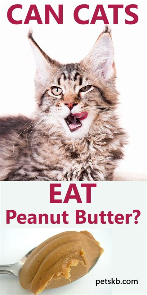 Is peanut butter bad for cats? Can cats eat peanut butter? in 2020 | Peanut butter, Eat ...