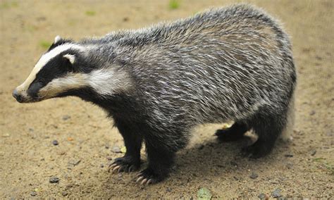 A Small Badger Standing On Top Of A Dirt Field