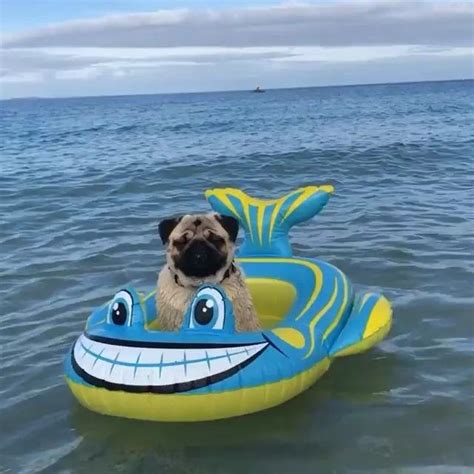 Have You Eve Seen A Pug Thats Floating In The Sea From Beachpug
