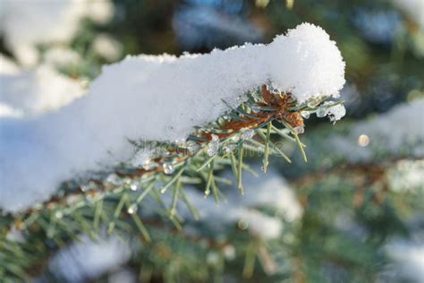 Fir Blue Spruce In The Snow Stock Photo Image Of Holiday Forest