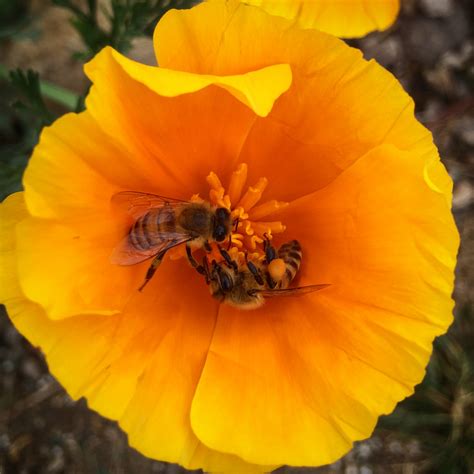 This showy spring flower provides a banquet of food or pollen, where honey bees often frequent the plant's flowering buffet. TOP 10 BEE-FRIENDLY FLOWERS - Beekeeping Like A Girl