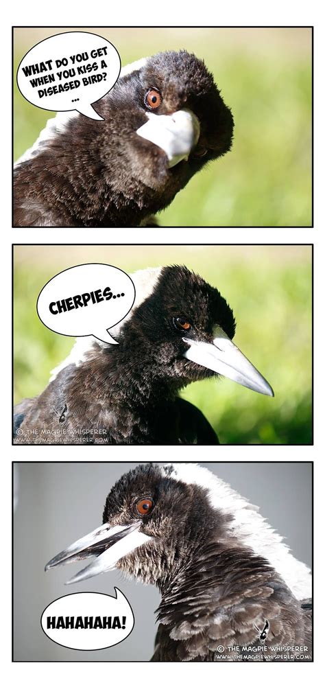 Watch Out For Those Cherpies Magpies