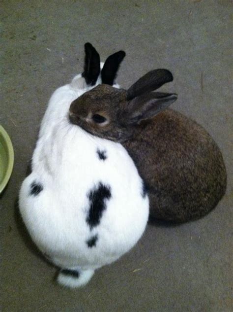 this is how bunnies hug r rabbits