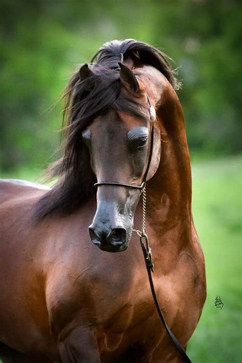 Pin By Cheryl Smyth 2 On Horses Horses Show Horses
