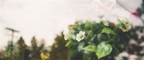 Fresh Flowers Banner Background Flowers Blurry Plant Background