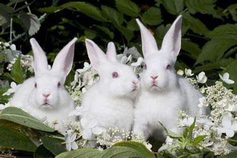 Three Baby White New Zealand Breed Rabbits Bunnies In Vegetation