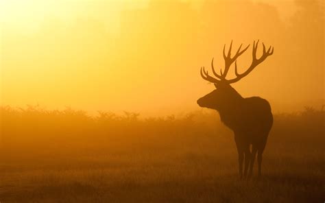 Stag In Bushy Park By Stephendarlington Sunset Wallpaper Deer