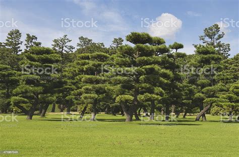 Japanese Garden With Large Japanese Black Pine Trees And Lawn Stock