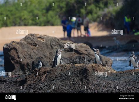 Group Of Penguins On A Rock With Tourists In Background On Santiago