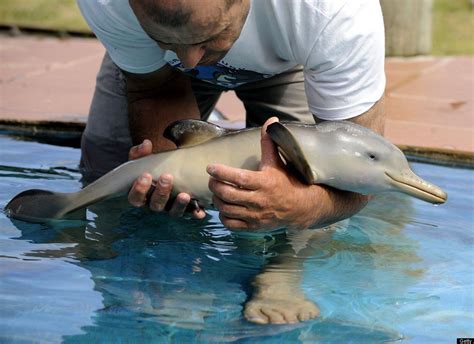 Salvando A Una Cria De Delfin Imágenes Taringa