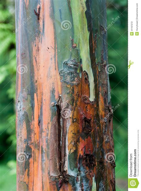 Rainbow Eucalyptus Tree Bark Stock Photo Image Of Bark Natural 41107272