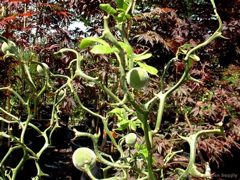 Poncirus trifoliata 'Monstrosa' | Citrus Trees | Arts Nursery Garden ...