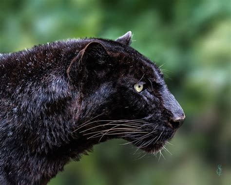 Black Panther Panthera Pardus Panthera Pardus Black Panther Panther