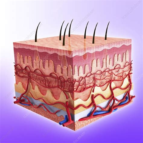 Human Skin Artwork Stock Image F0087178 Science Photo Library