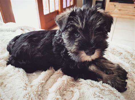 Steps for controlling puppy fleas in its environment when buying chemical based product for treating puppy fleas, opt for puppies above 6 weeks, following products can be used for killing puppy fleas: 30 Sweet Names For Schnauzer Dogs (With images ...