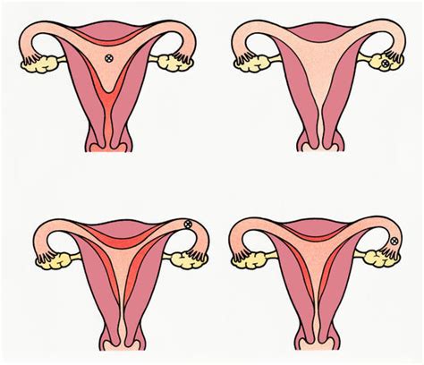 cómo es el ciclo menstrual de la mujer natursan