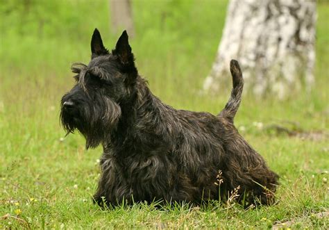 scottish terrier breed information characteristics heath problems dogzonecom