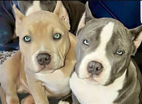 Two Pitbull Dogs Sitting On A Couch Looking At The Camera