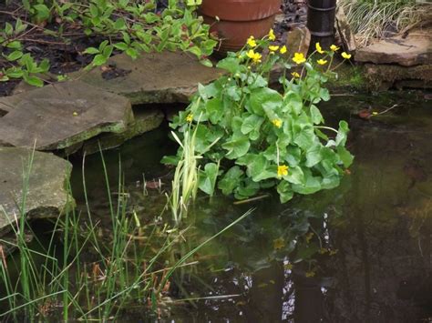 Marsh Marigold Plant Care Guide Auntie Dogmas Garden Spot