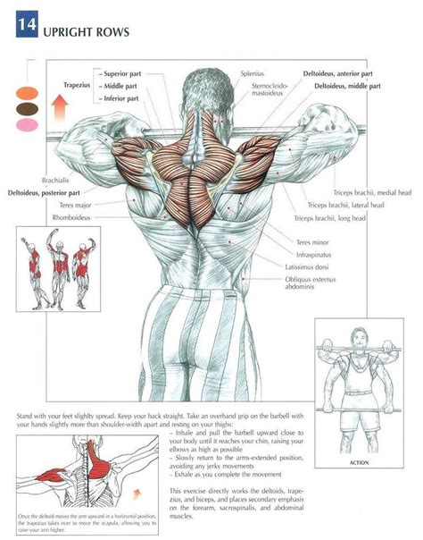 Yellow and black antimony are unstable nonmetals. The Anatomy of The Upright Row Workout