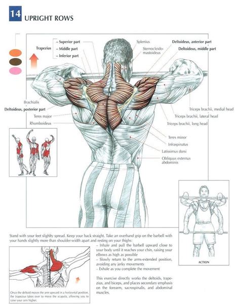 When the back muscles become weak and loose, it causes discomfort and pain. The Anatomy of The Upright Row Workout